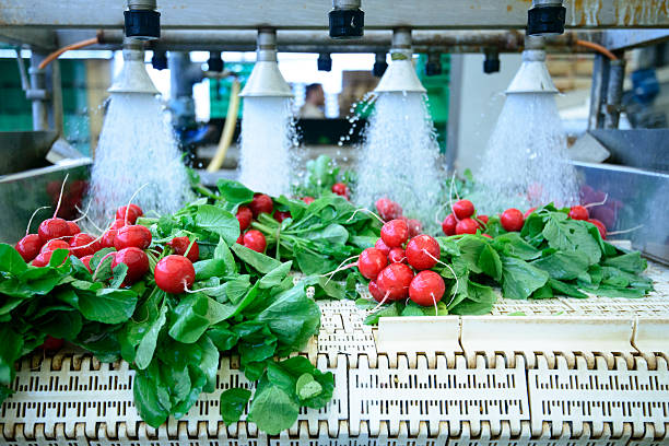 Radishes being washed on conveyor belt on industrial washing line