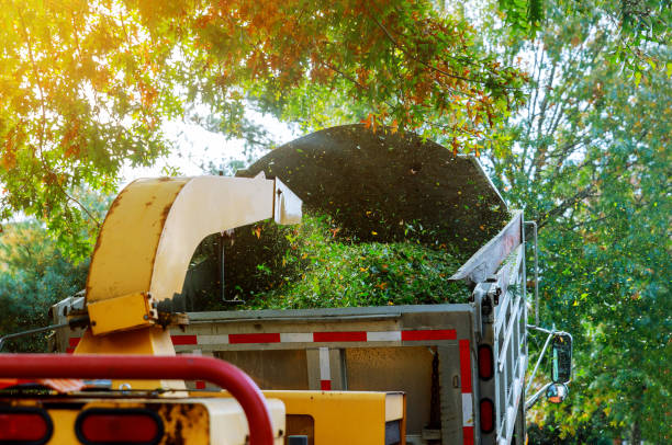 Landscapers using wood chipper in chipper mulcher chips into the back of a truck.