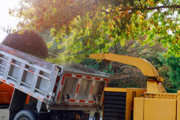 Wood chipper blowing tree branches cut a portable machine used for reducing wood into the back of a truck.