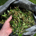 Handling shredded wood chippings from pruned shrub waste for composting or use as mulch.