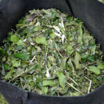 Shredded garden waste, woody pruned material with leaves chipped for recycling or use as mulch.