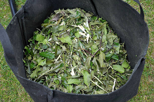 Shredded garden waste, woody pruned material with leaves chipped for recycling or use as mulch.