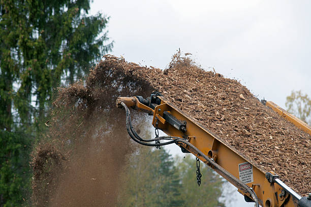 Woodcips produced from wood waste on shredder's conveyor belt (apron)