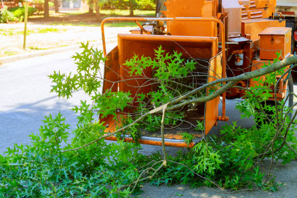 Professional gardeners are putting the branches of a trimmed tree in a wood chipper and pickup truck maintenance in springtime.